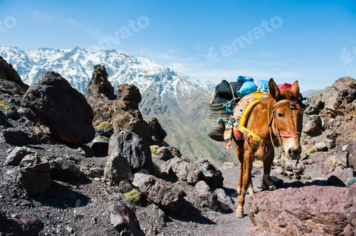 Preview: Mule on the walk between Oukaimeden and Tacheddirt, High Atlas Mountains, Morocco, North Africa, Afr