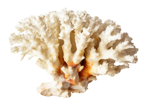 Preview: twig of white coral branch isolated on white