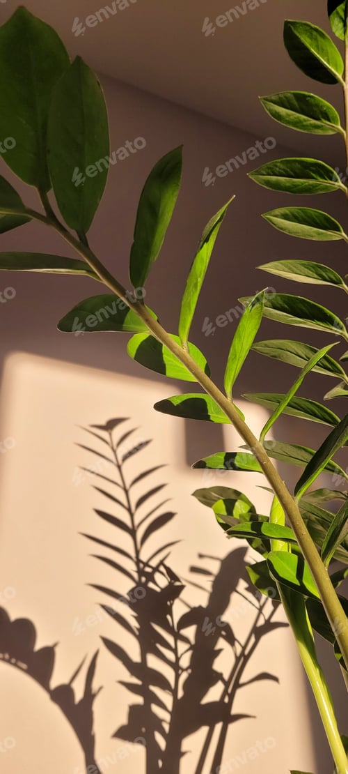 Preview: Shadows from flowers on the wall. Zamioculcas Zamiifolia in a flower pot in the interior.