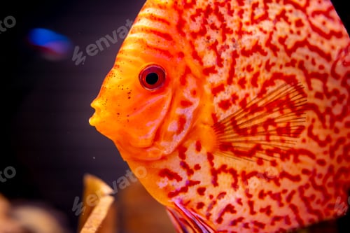 Preview: Orange discus fish in the aquarium