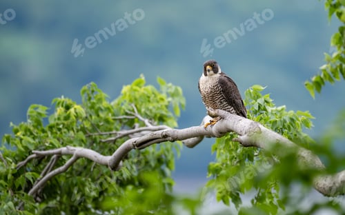 Preview: Peregrine Falcon Portrait