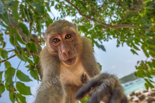 Preview: Curious monkey holds camera looking directly into the lens Crab-