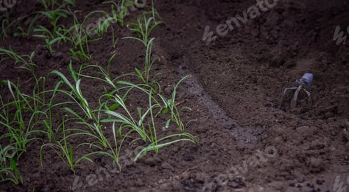Preview: close-up of a female farmer planting flower seedlings