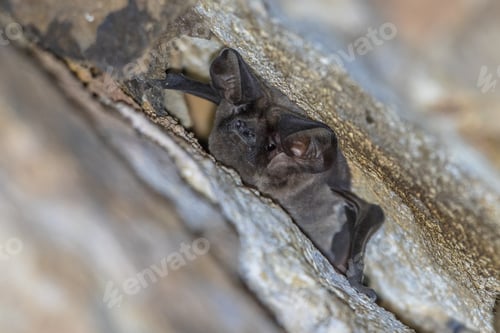 Preview: European free-tailed bat roosting