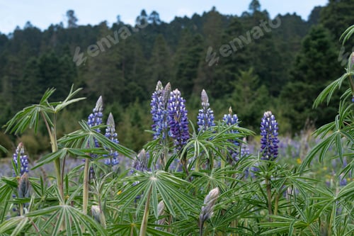 Preview: Purple volcanic soil flower