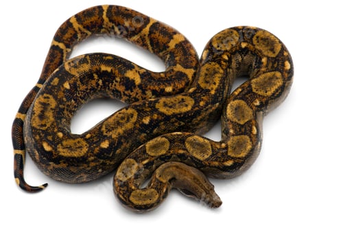 Preview: Red Tail Boa isolated on white background