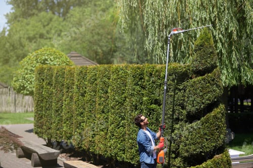 Preview: Smiling male gardener cutting top of thuja with electric rod hedge trimmer at sunny day.