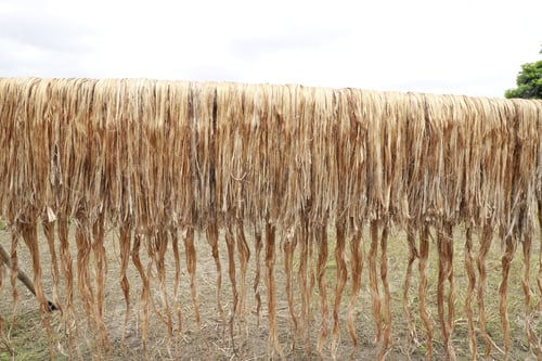Preview: Raw jute fiber hanging under the sun for drying.