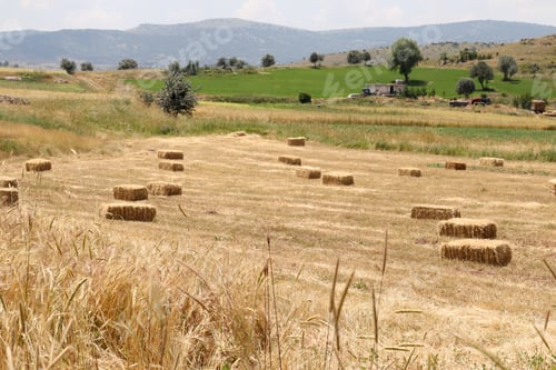 Preview: Hay bales in the field