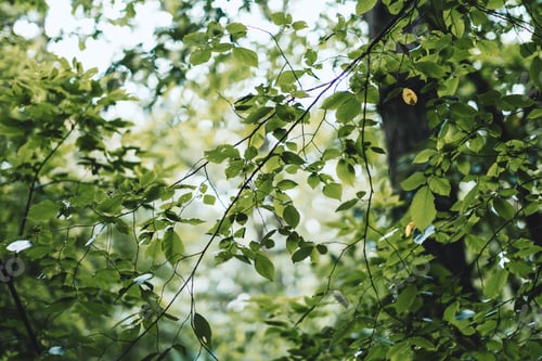 Preview: Foliage of forest trees, natural background.