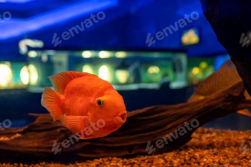Preview: red parrot fish swim in a transparent aquarium