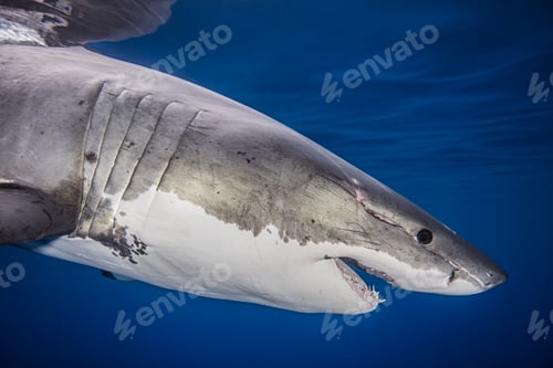 Preview: Closeup of a great white shark underwater