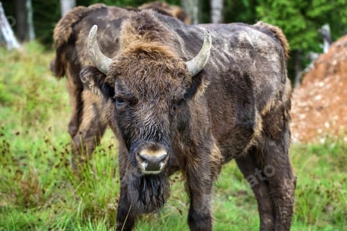 Preview: European Bison in the forest. Wisent. Bison bonasus.