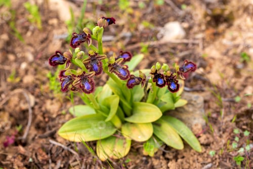 Preview: Wild orchid, scientific name; Ophrys speculum
