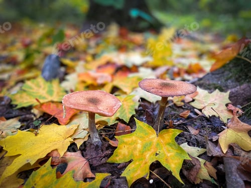 Preview: Closeup of a grouping of mushrooms surrounded by the leaves of fall
