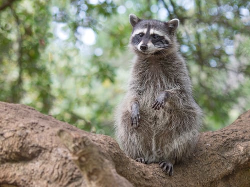 Preview: Curious raccoon perched on a tree branch in natural habitat