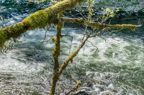 Preview: A View Of The White Rapids On The Snoqualmie River In Washington. State.