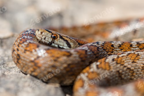 Preview: Close up shot of the head of an adult Leopard Snake or European Ratsnake, Zamenis situla, in Malta