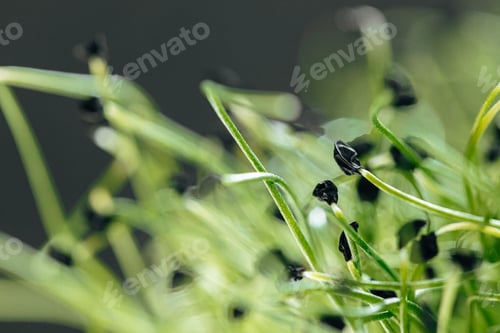 Preview: Young green sprouts of micro green close up