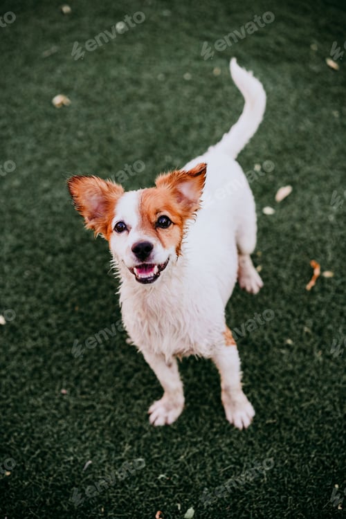 Preview: portrait of cute jack russell dog smiling outdoors sitting on the grass, summer time