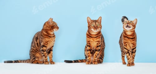 Preview: Various bengal cats