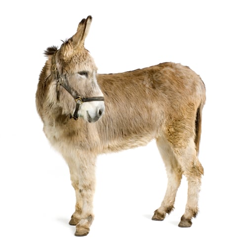 Preview: donkey