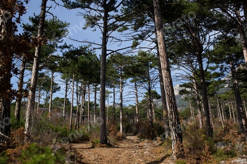 Preview: view of the mountains surrounded by coniferous and deciduous trees