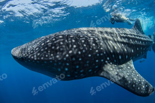 Preview: Diver photographing whale shark