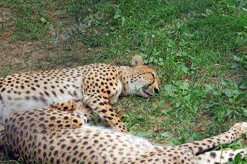 Preview: Two Amur leopard sleeping on the green grass