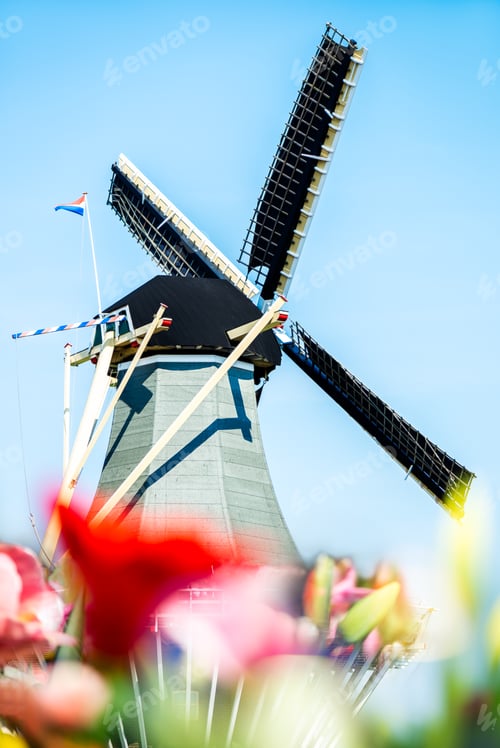 Preview: Flower gardens in the Netherlands during spring.