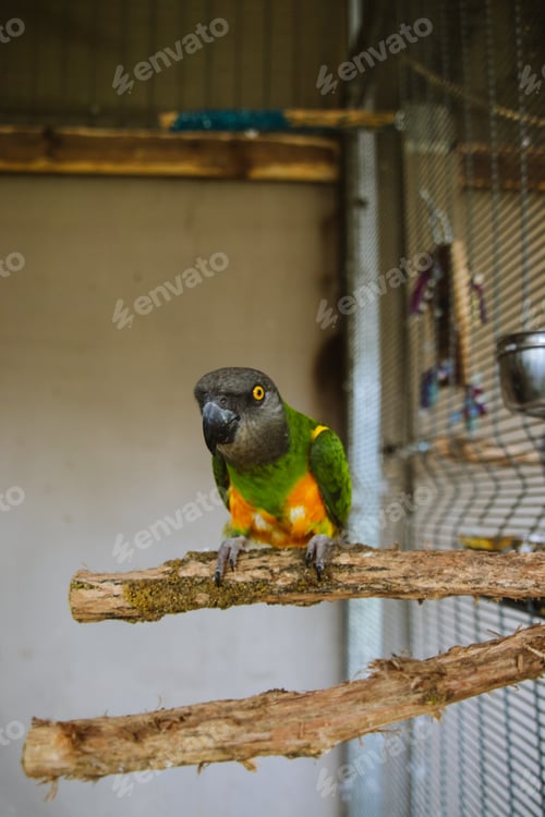 Preview: Parrot