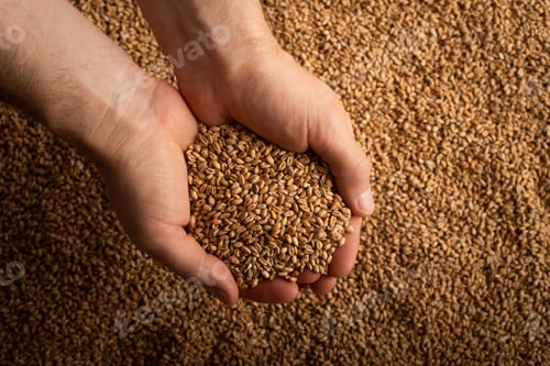 Preview: Human caucasian handfuls with wheat kernels over grain background