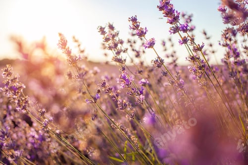 Preview: lavender field at sunset. Flowers with essential oil.