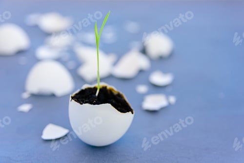 Preview: Egg shell with growing sprout
