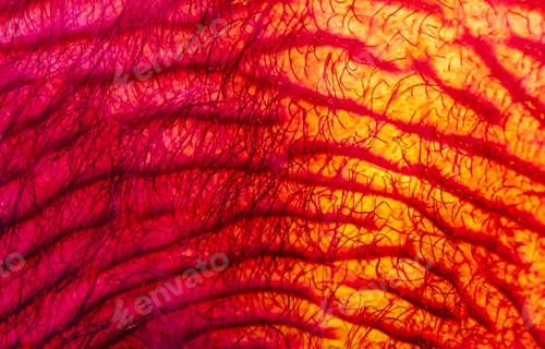 Preview: Texture extreme close up macro petal of Stapelia flower plant