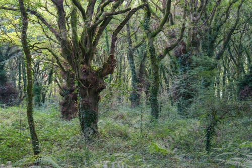 Preview: Forest of very old oaks covered with moss