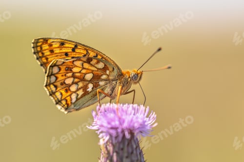 Preview: Niobe Fritillary Butterfly on Flower