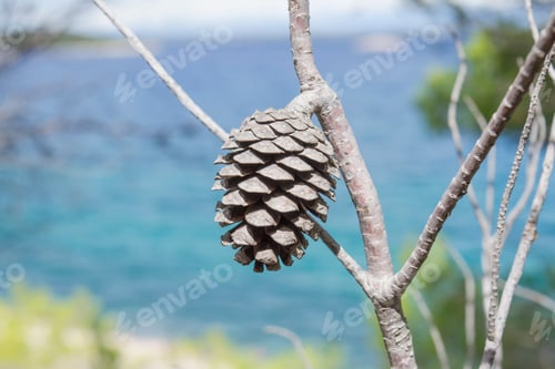 Preview: Selective focus shot of a single cone on a branch
