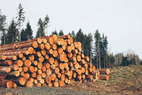 Preview: Stacked logs, freshly logged spruce, hemlock and fir trees