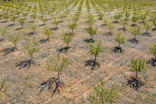 Preview: Aerial view of young Olive grove Spain