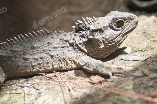 Preview: The Tuatara still lives in New Zealand