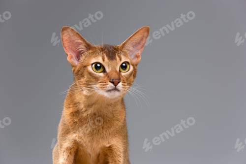 Preview: Purebred abyssinian young cat portrait
