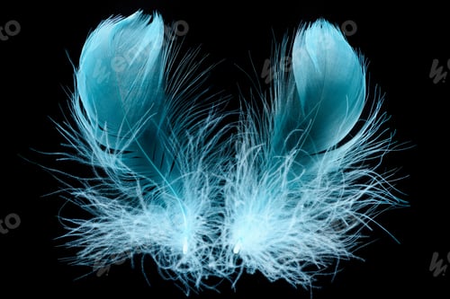 Preview: blue bright textured and soft feathers isolated on black