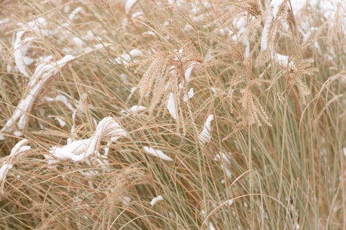 Preview: Miscanthus under the snow in winter. Garden plant