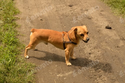Preview: A small red dog stands on the road and looks aggressively
