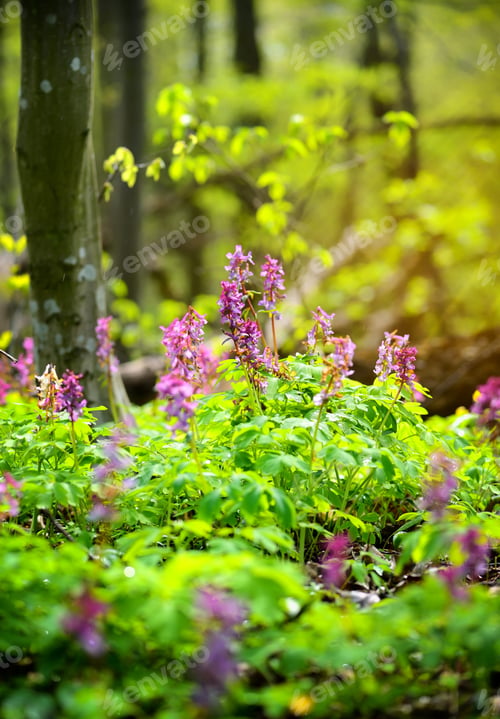 Preview: Hollowroot (in Latin: Corydalis cava) blooms in the forest
