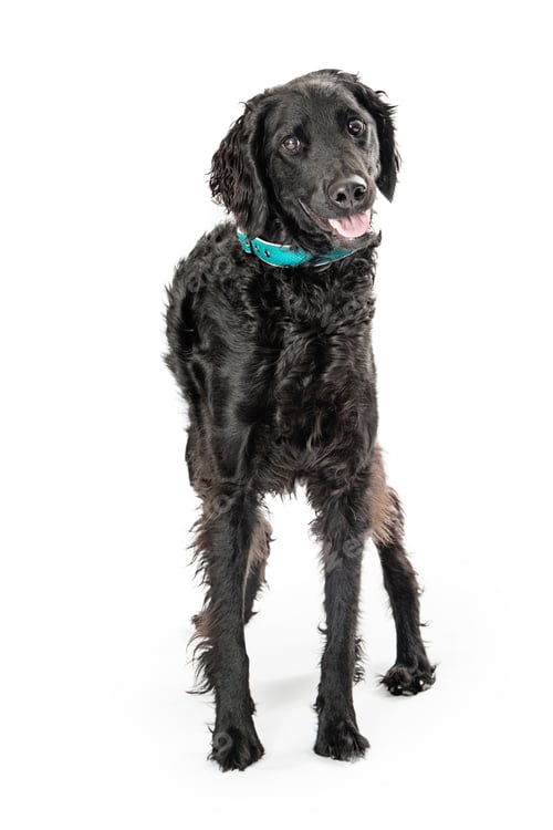 Preview: Black Labradoodle Dog Standing on White