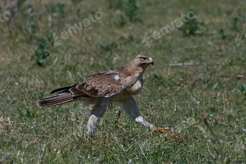 Preview: Bonellis eagle (Aquila fasciata)