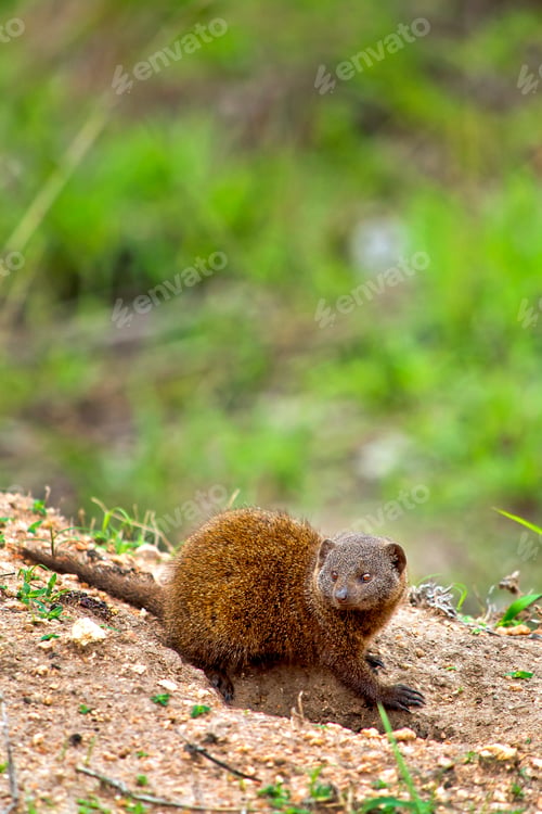 Preview: Dwarf mongoose, Kruger National Park, South Africa