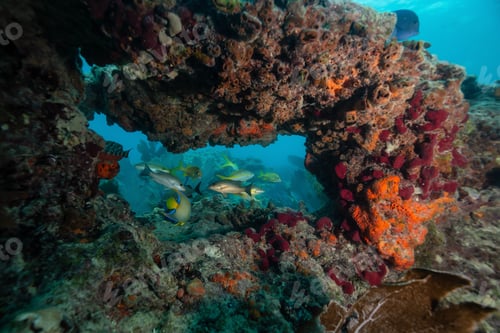 Preview: Coral reef in the Atlantic Ocean with Fish